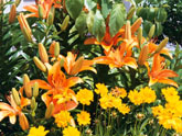 orangelilies1